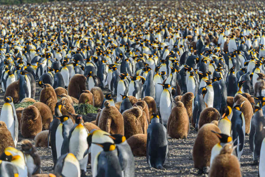 Pingüino Rey - islas Georgias del Sur 020.jpg